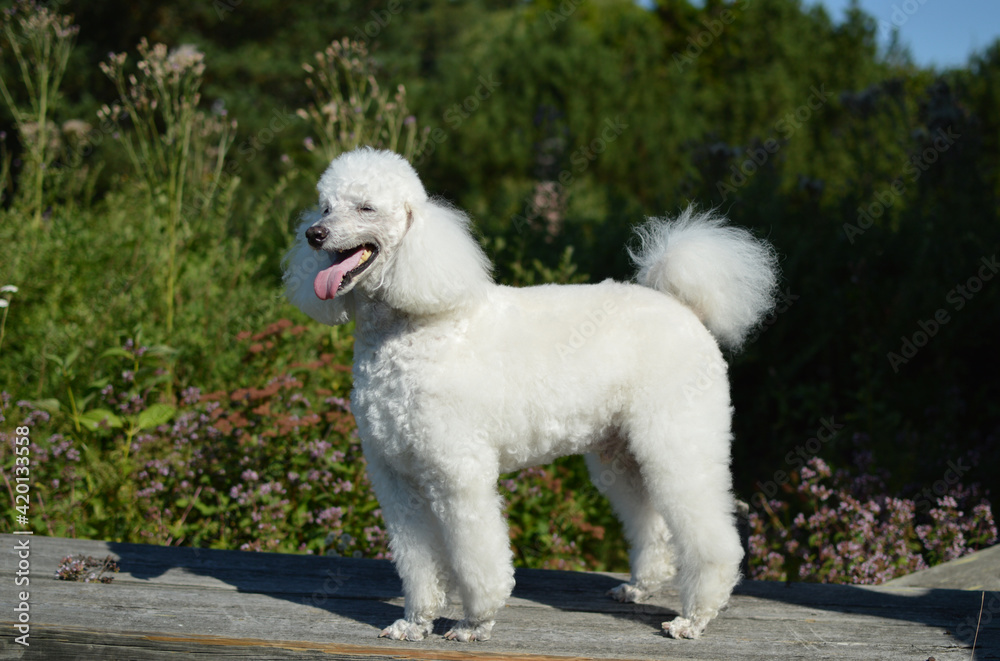 Portrait of a senior white standard poodle standing in a park