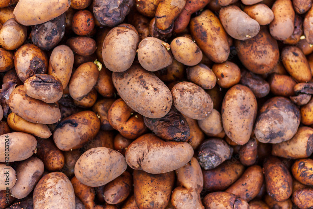 Rotten potatoes background Rotten potatoes background