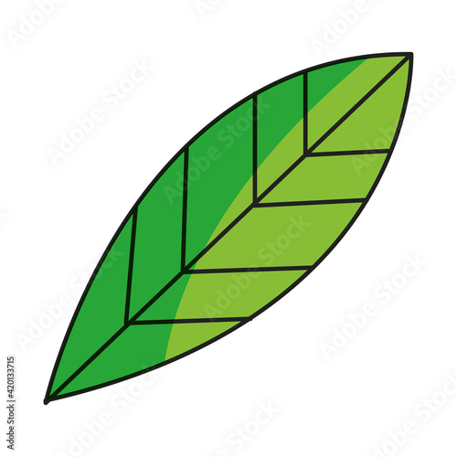 leaf foliage nature