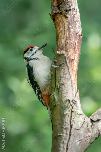 Juvenile Great Spotted Woodpecker ( Dendrocopos major) in a tree in the forest of Noord Holland in the Netherlands. Green background. © Albert Beukhof