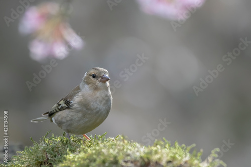 Female Common Chaffinch (Fringilla coelebs) in the forest of Noord Holland in the Netherlands. 