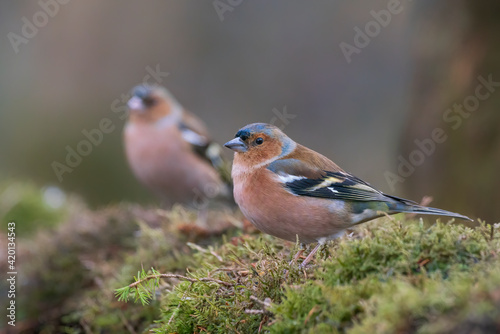 Male Common Chaffinch (Fringilla coelebs) on a branch in the forest of Noord Holland in the Netherlands. 