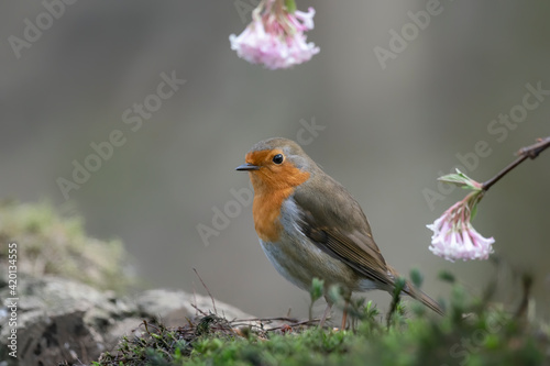 European Robin (Erithacus rubecula) on a branch in the forest of Noord Holland in the Netherlands. copy space. © Albert Beukhof