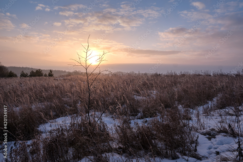 Winter landscape. Dawn in the steppe with old, dry grass covered with snow. Frosty winter morning Winter landscape. Dawn in the steppe with old, dry grass covered with snow. Frosty winter morning