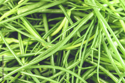 opposite-leaved saltwort vegetable also known as friar beard,salsola soda or in Italian language Agretti,full frame image