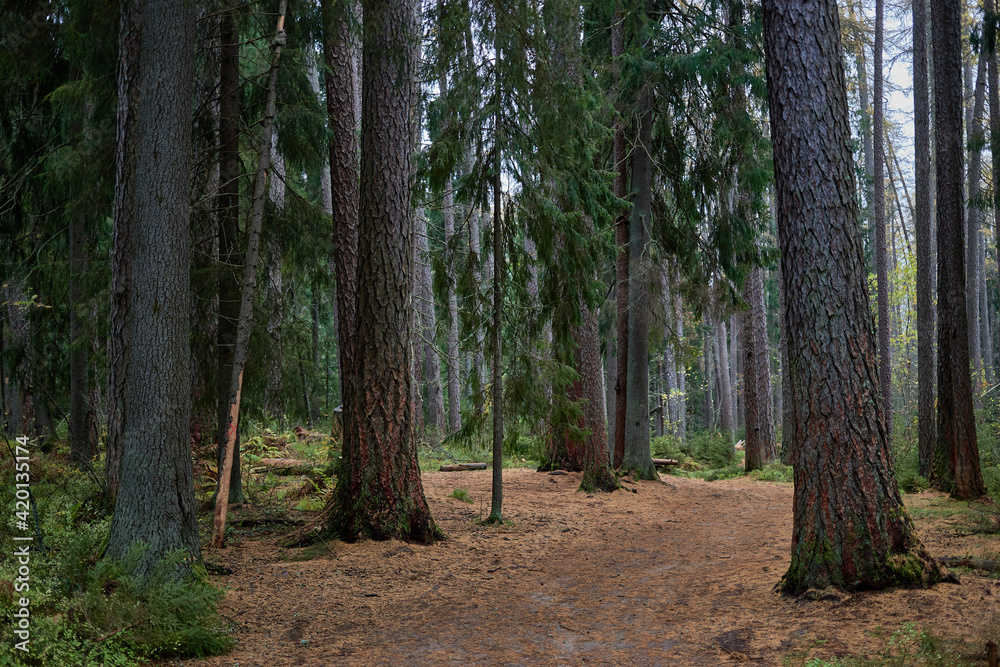 Fototapeta premium path in the forest