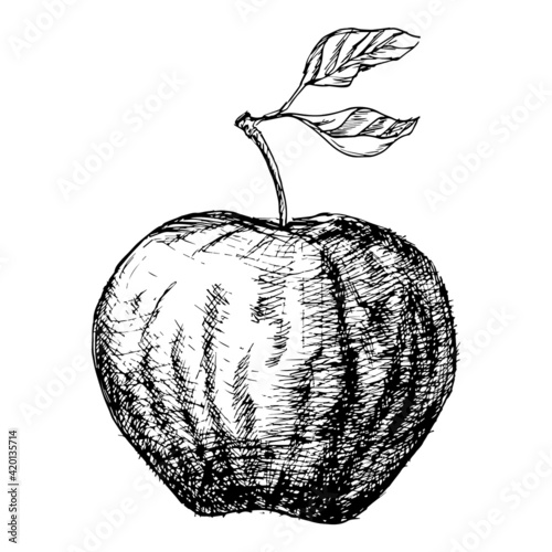 Fresh apple. Isolated drawing on white background. Hand drawn sketch style eco food vector illustration.
