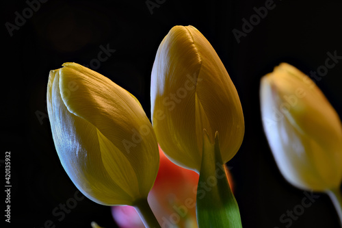 Tulpe