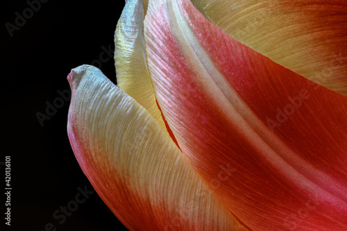 Tulpe