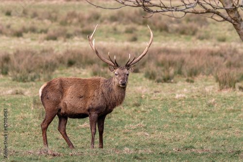 Red Deer on the fields, Northern Ireland
