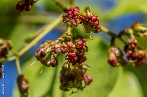 Cashew Flower or Anacardium occidentale