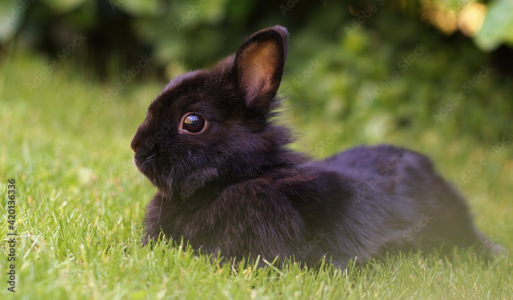 cute black dwarf rabbit lying on meadow cute black dwarf rabbit lying on meadow