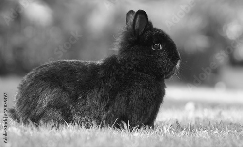 black and white photo of black dwarf rabbit sitting on meadow photo