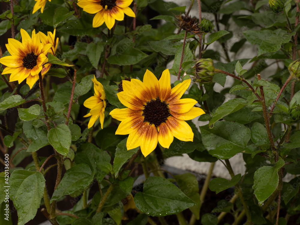 (Helianthus annuus) Touffe de fleurs de tournesol nain aux pétales bicoles jaune or, teintées de pourpre, coeur brun au sommet de tiges velues et garnies de feuilles cordiformes vert foncé (Helianthus annuus) Touffe de fleurs de tournesol nain aux pétales bicoles jaune or, teintées de pourpre, coeur brun au sommet de tiges velues et garnies de feuilles cordiformes vert foncé