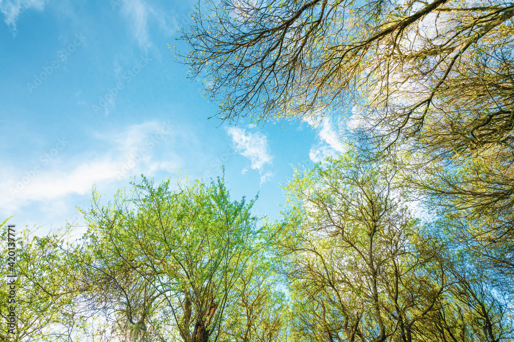 Obraz premium Looking up into the sky. Beautiful cloudy sky framed by trees with young green leaves in early spring. Spring concept, copy space for text