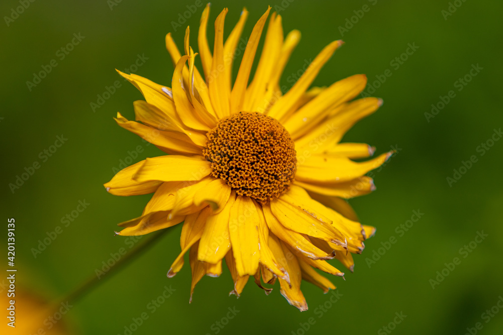 Obraz premium flower