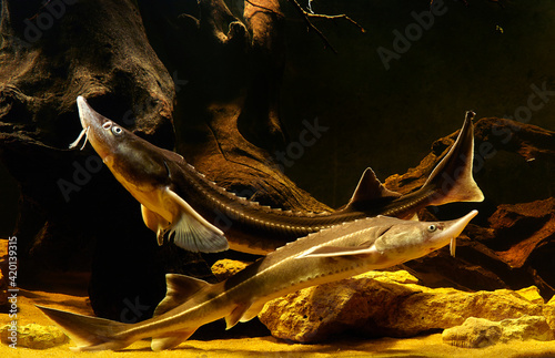 Sterlets in aquarium.