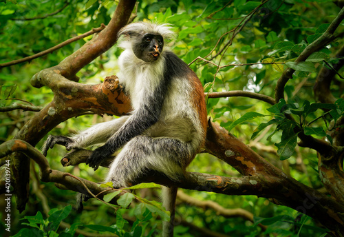 Zanzibar Red Colobus - Piliocolobus kirkii monkey endemic to Unguja, main island of Zanzibar Archipelago, off the coast of Tanzania, also known as Kirks red colobus, climbing and hanging