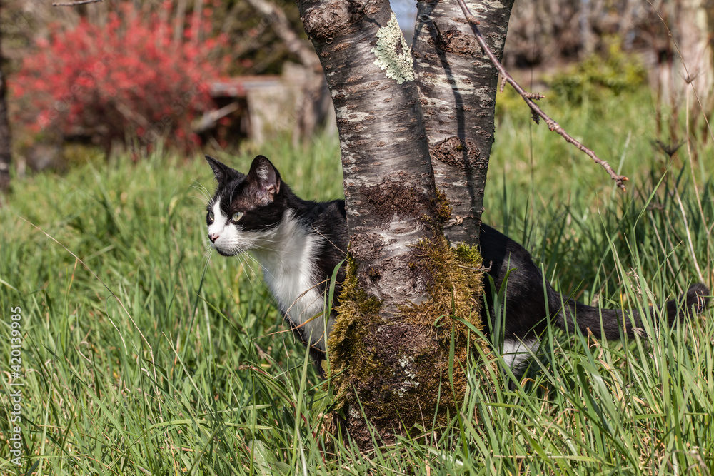 Allassac (Corrèze, France) - Chat à l'affût dans le jardin Allassac (Corrèze, France) - Chat à l'affût dans le jardin