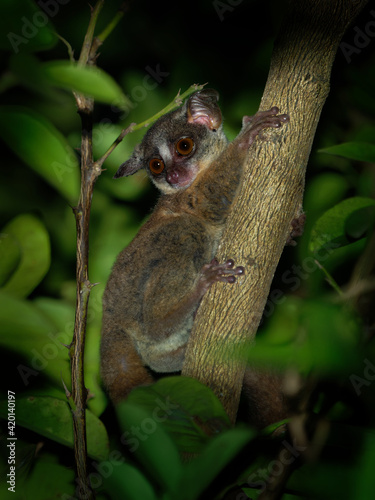 Zanzibar bushbaby, Matundu dwarf galago, Udzungwa bushbaby or Zanzibar galago - Paragalago zanzibaricus, primate of the family Galagidae, small cute nocturnal monkey