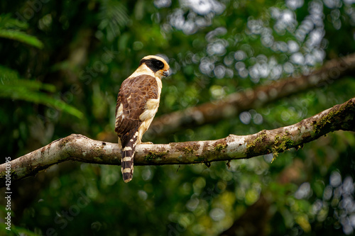 Laughing Falcon - Herpetotheres cachinnans also snake hawk, bird of prey in the falcon family Falconidae, neotropical species is specialist snake-eater, brown and yellow perching bird