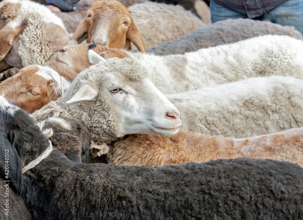 Obraz premium Head of domestic ram peeks out among the backs of other sheep in the market.