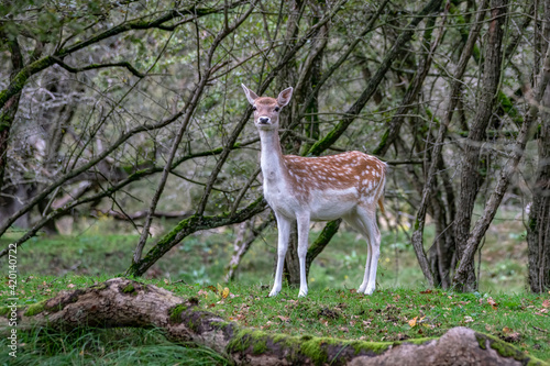 Fallow deer (Dama dama) in rutting season in  the forest of Amsterdamse Waterleidingduinen in the Netherlands. National Animal of Antigua and Barbuda. Green background. © Albert Beukhof