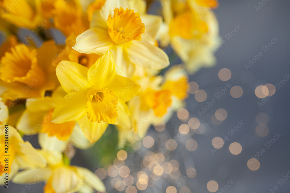 yellow daffodils and golden bokeh on a grey background