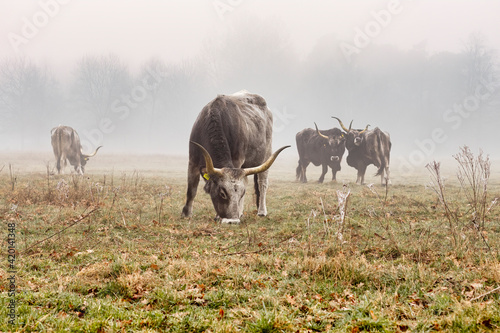 Fotótapéta grazing Maremmana cattle at Kempenbroek Nature park, Weert, Netherlands