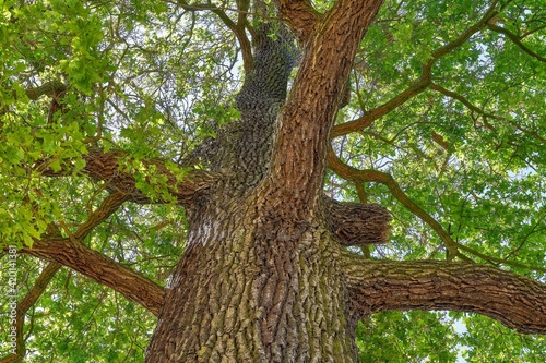 Old oak tree 