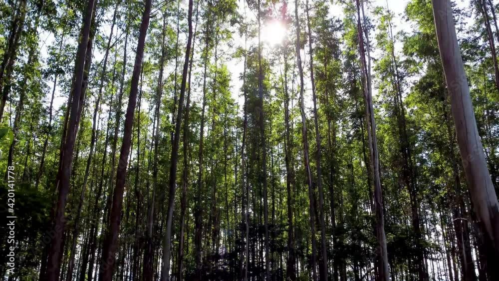 Sunrise view of eucalyptus trees in the forest.Rural life scene.Sunrise view of eucalyptus trees in the forest.Rural life scene.Sunrise view of eucalyptus trees in the forest.Rural life scene.