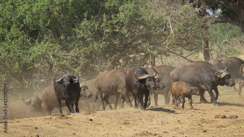 African Buffalo
