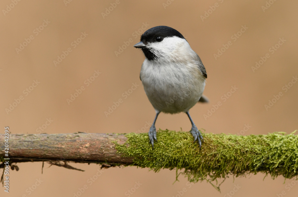 Coal tit or willow tit - Parus montanus , Parus palustris Coal tit or willow tit - Parus montanus , Parus palustris