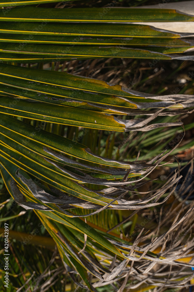 Fototapeta premium Naturalne tło, zielone liście palmy kokosowej, zbliżenie.