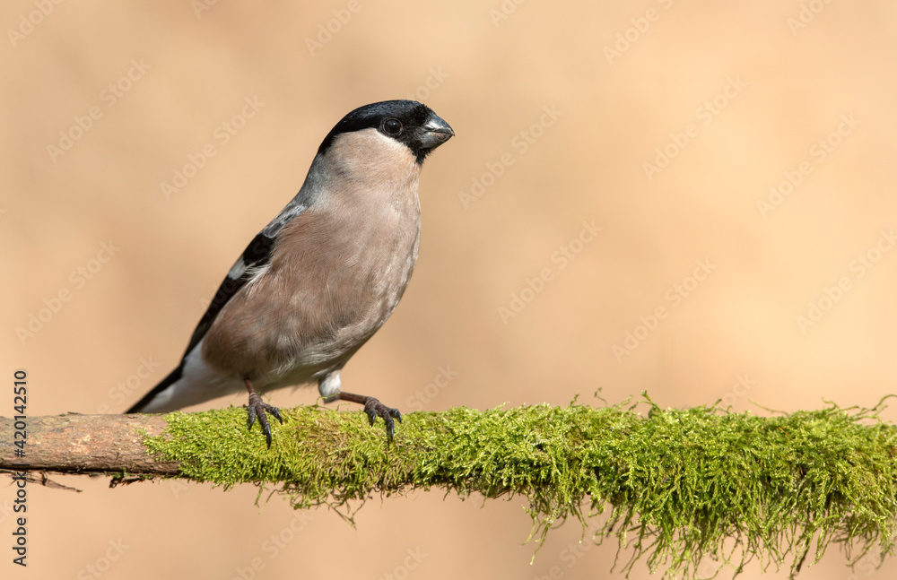 Eurasian bullfinch female ( Pyrrhula pyrrhula ) Eurasian bullfinch female ( Pyrrhula pyrrhula )