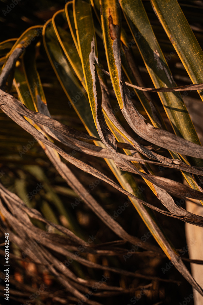 Obraz premium Naturalne tło, zielone liście palmy kokosowej, zbliżenie.
