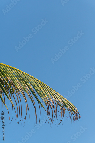 Liście palmy na tle niebieskiego nieba, piękne naturalne tło, tekstura.