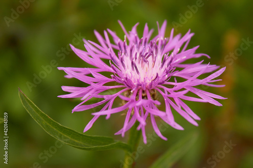 Cornflower meadow  Centaurea jacea .  The bright and charming of a beautiful lilac pink flower on a background of green grass.