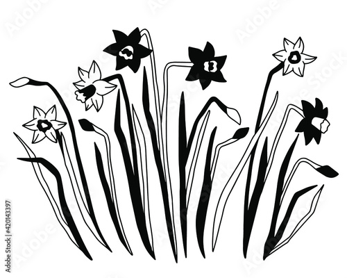 Hand drawn vector of daffodils. Stock illustration of black and white spring flowers.