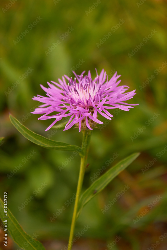 Cornflower meadow (Centaurea jacea). The bright and charming of a beautiful lilac pink flower on a background of green grass. Cornflower meadow (Centaurea jacea). The bright and charming of a beautiful lilac pink flower on a background of green grass.