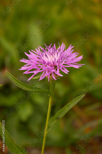 Cornflower meadow  Centaurea jacea .  The bright and charming of a beautiful lilac pink flower on a background of green grass.