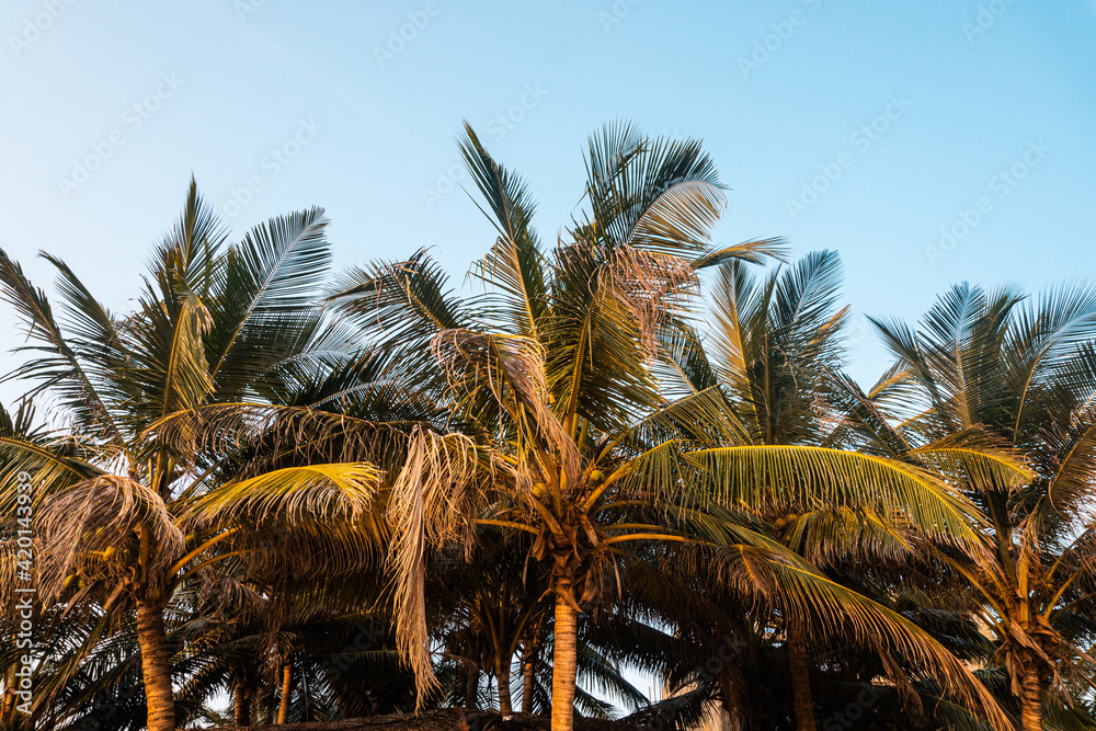 Drzewa palmy kokosowej na tle niebieskiego nieba, tropikalny naturalny krajobraz. - obrazy, fototapety, plakaty 