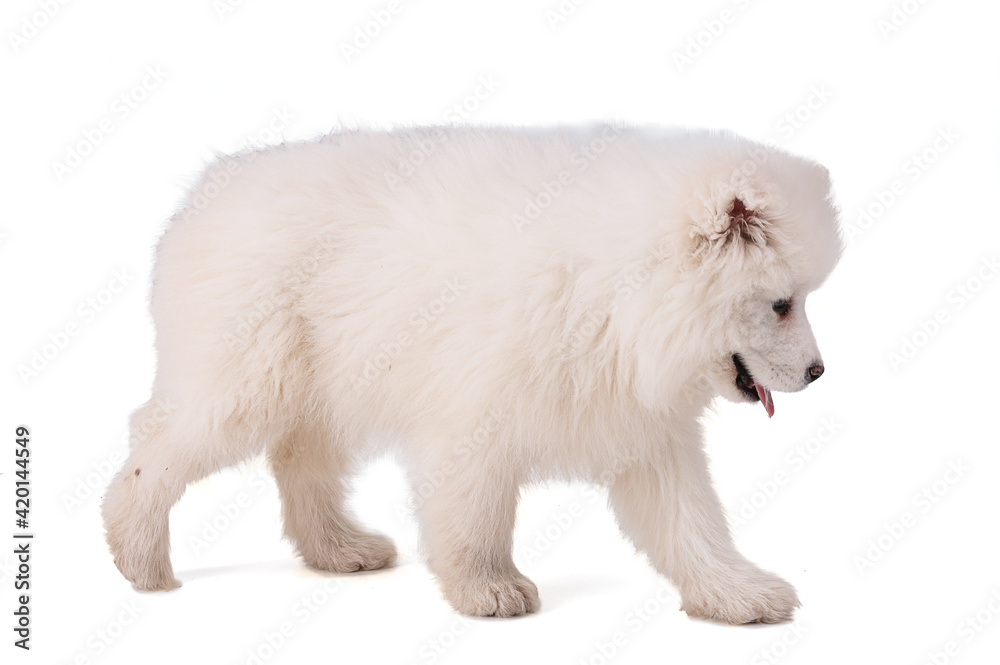 Portrait of a Smaoyed puppy Portrait of a Smaoyed puppy