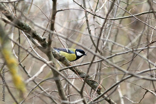 Great tit Parus major on the branches of a tree in the spring forest