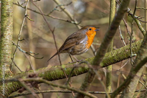 Robin perched on winter tree branches © Anders93