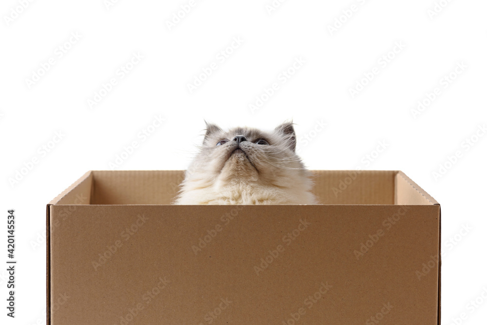 Cute and funny fluffy color-point cat of the Scottish Straight breed sits in a cardboard box and looks up. White isolated background with place for text