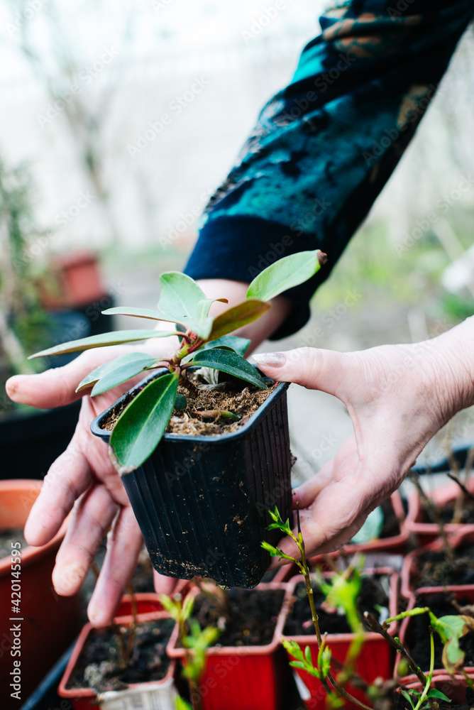 Obraz premium The hands of an elderly woman who takes care of the garden, planting seedlings of plants. Home gardening, sustainability, rustic lifestyle. High quality photo