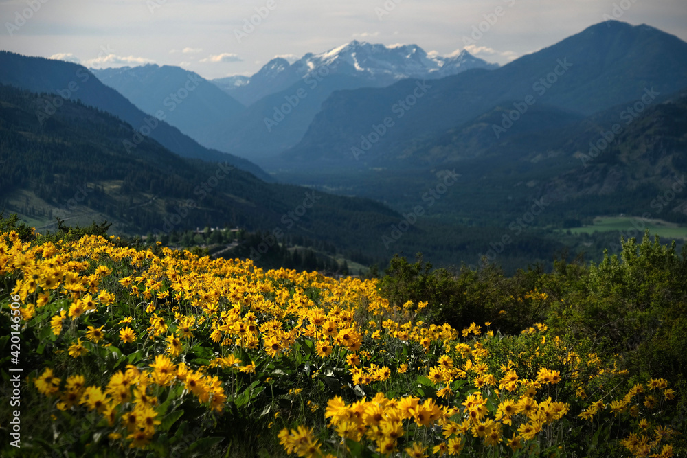 Anica flowers in meadows by snowcapped mountains. Medicinal homeopathic plant.  North Cascades National Park. Washington. USA 