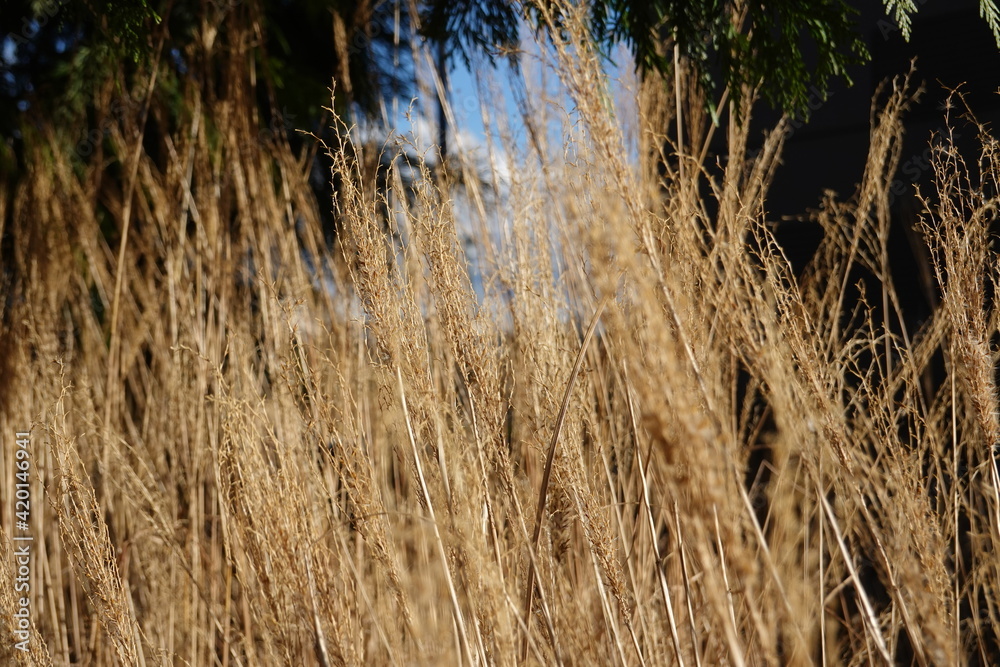 Feather reed grass (Calamagrostis x acutiflora) is a wellbehaved