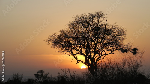silhouette of a tree at sunset © roselyne